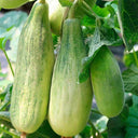 Horn-shaped Crispy Melon Seeds, 70 Seeds