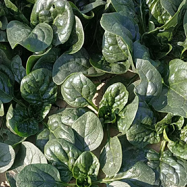 'Mobao 018' Prostrate Spinach Seeds, 20g