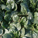 'Mobao 018' Prostrate Spinach Seeds, 20g