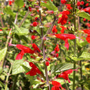 Red Flowering Sage, 500 Seeds