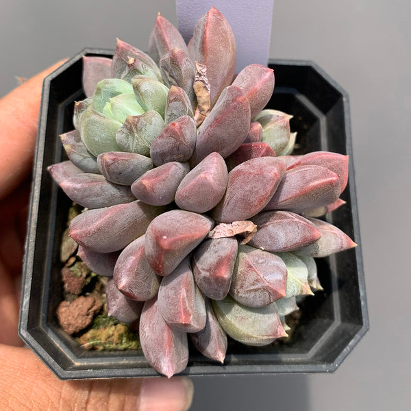 Echeveria cv. 'Illusion', 3pcs x 1-head