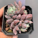 Echeveria cv. 'Illusion', 3pcs x 1-head