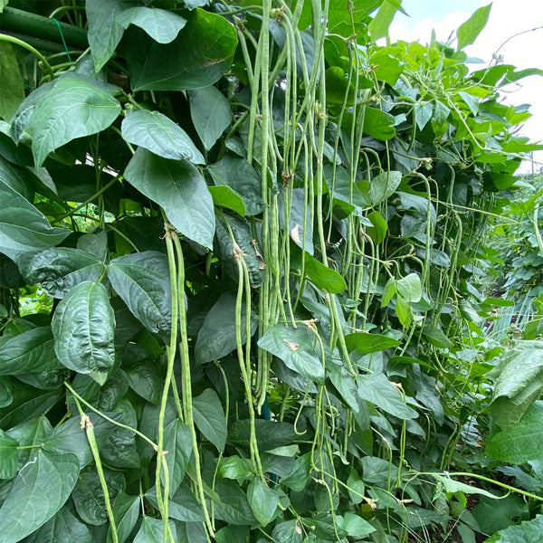 Small-Leaf High-Yield No.4 Long Bean Seeds, 20g