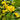 Cup Plant, 100 Seeds