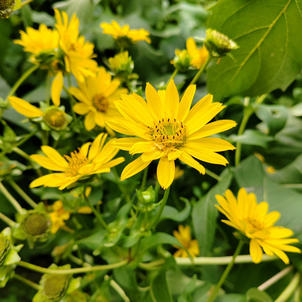 Cup Plant, 100 Seeds