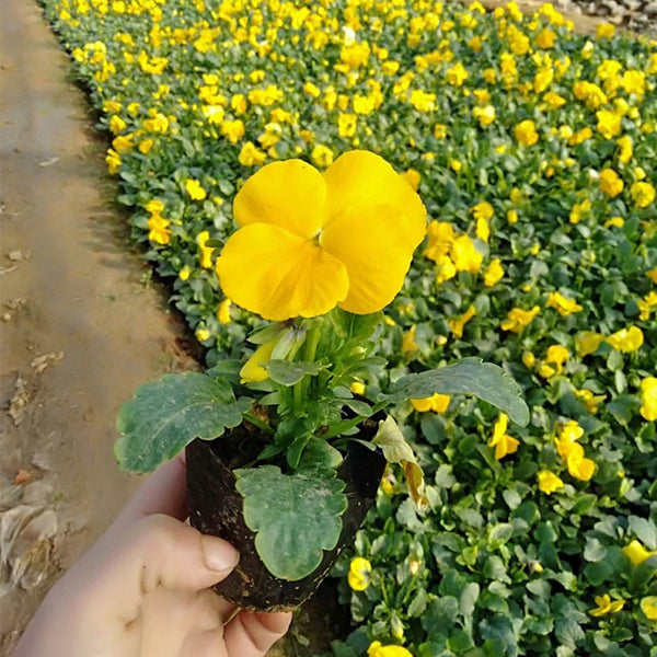Super Bingo Series Yellow Pansy Seeds, 100 Seeds