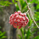 Hoya ilagiorum, 5 Cuttings