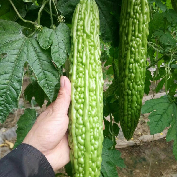 'Saibilu' Bitter Melon Seeds, 50g