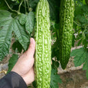 'Saibilu' Bitter Melon Seeds, 50g