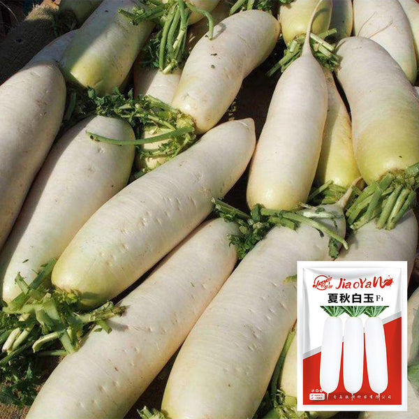 White Jade Radish F1 Seeds, 5g