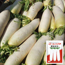 White Jade Radish F1 Seeds, 5g