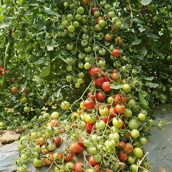 'Eden No. 2' Tomato Seeds, 5 Seeds