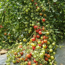 'Eden No. 2' Tomato Seeds, 5 Seeds