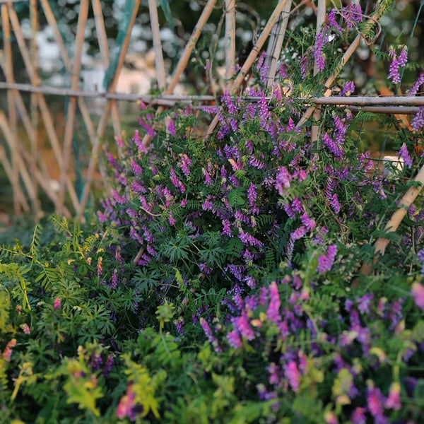 Long-haired Vetch, 500 Seeds