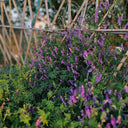 Long-haired Vetch, 500 Seeds