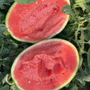 "Meihui 007" Watermelon Seeds, 200 Seeds