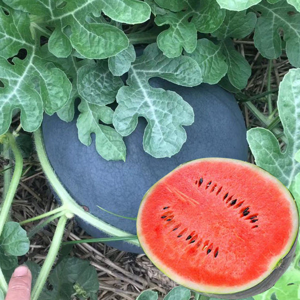 'Black Landmine' Watermelon Seeds