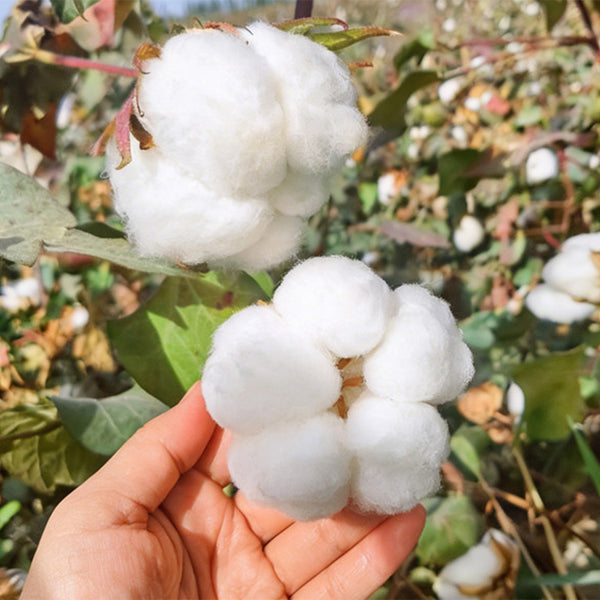 Baimian No.1 Cotton, 50 Seeds
