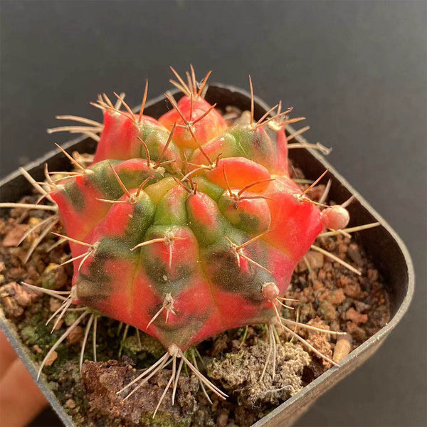 Gymnocalycium mihanovichii Variegata 'Glowing Peony', 3-4cm