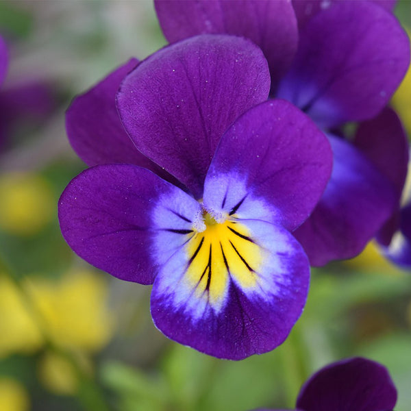 Hezhichun Pansy 'Ziyan', 30 Seeds