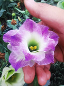 Mixed Eustoma (Lisianthus)