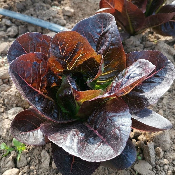 Purple Peacock Lettuce Seeds, 5g