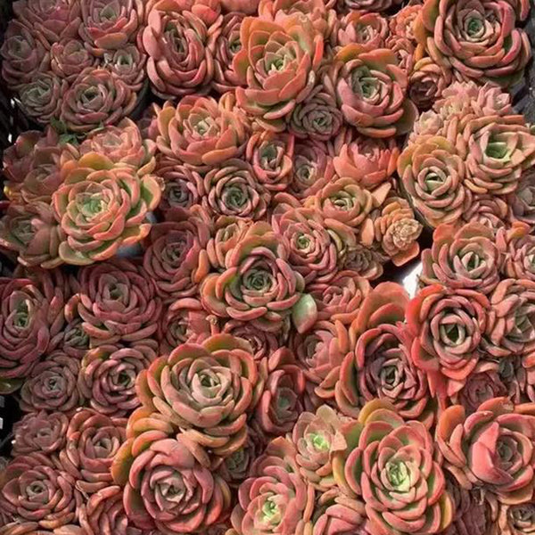 Echeveria 'Noble', 3pcs x 1-head