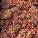 Echeveria 'Noble', 3pcs x 1-head