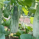 Horn Honey Melon Seeds, 100 Seeds
