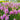 Pink Obedient Plant, 100 Seeds