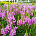 Pink Obedient Plant, 100 Seeds