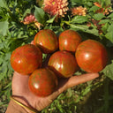 924 Apex Rare Carrot Leaf Tomato, 5 Seeds