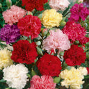 Chabaud Mixed Color Carnation, 15 Seeds
