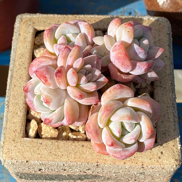 Echeveria cv. 'Snow of Dreams', 3pcs x 1-head