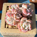 Echeveria cv. 'Snow of Dreams', 3pcs x 1-head