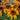 Hezhichun Tall Black-eyed Susan Seeds, 1g