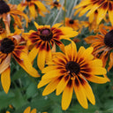 Hezhichun Tall Black-eyed Susan Seeds, 1g