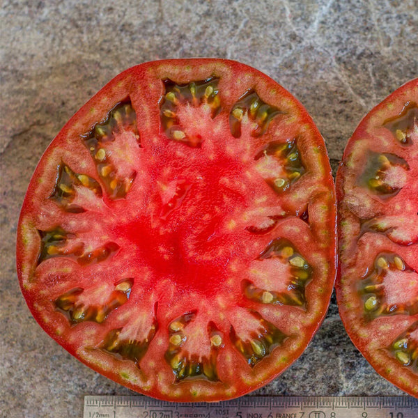 851 Roger Z Tomato, 5 Seeds