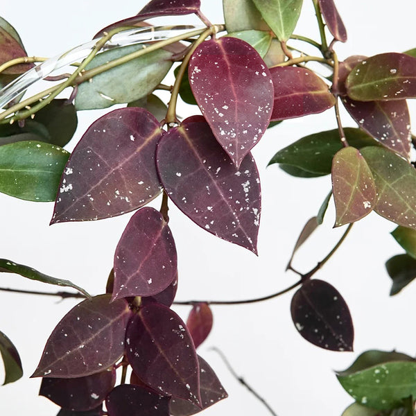 Hoya walliniana 'Dark Leaf Splash', 5 Cuttings