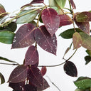 Hoya walliniana 'Dark Leaf Splash', 5 Cuttings