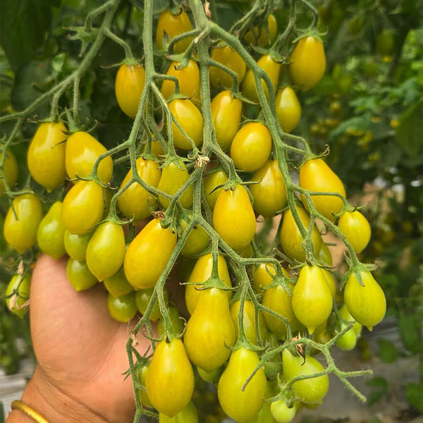 Sweet Mystic Realm Tomato, 5 Seeds
