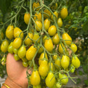 Sweet Mystic Realm Tomato, 5 Seeds