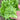W1359 Crisp Tender Green Skirt Lettuce, 3 Grams ≈ 1000 Seeds