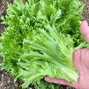 W1359 Crisp Tender Green Skirt Lettuce, 3 Grams ≈ 1000 Seeds
