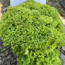 Xishuai Lollo Bionda Lettuce Seeds, 2g