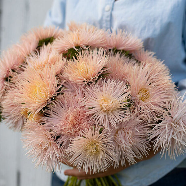 Aster 'Valkyrie Brunhilde Chamois', 10 Seeds