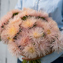 Aster 'Valkyrie Brunhilde Chamois', 10 Seeds