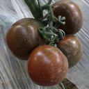 'Big Black Beauty' Tomato Seeds, 6 Seeds