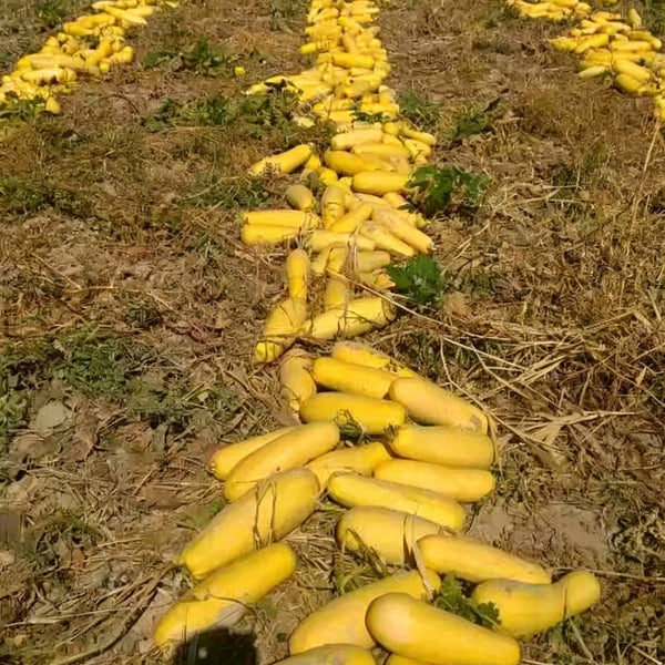 Seed-used Zucchini, 15 Seeds