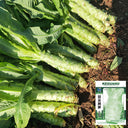 Double-tip Stem Lettuce Seeds, 10g